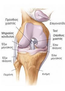 Ανατομία γόνατος